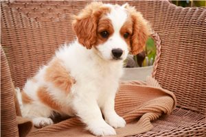 Nasir - puppy for sale