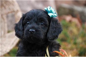 Xena - puppy for sale