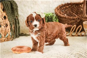 Caroline - puppy for sale