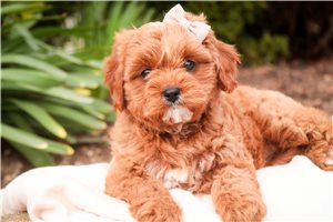 Claire - Cavapoo for sale