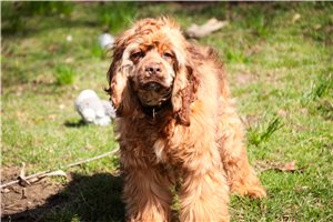 Bunker - Cockalier for sale