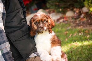 Juniper - Cocker Spaniel for sale