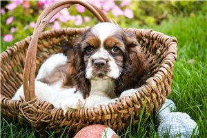 Josie - puppy for sale