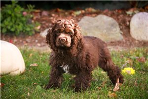 Josephine - Cocker Spaniel for sale