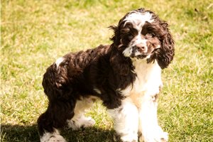Emmett - Cocker Spaniel for sale