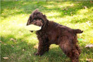 Joseph - puppy for sale