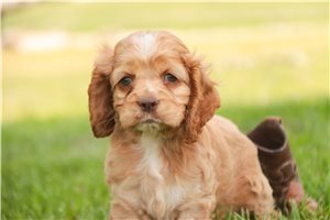Barbara - Cocker Spaniel for sale