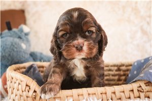 Henri - Cocker Spaniel for sale