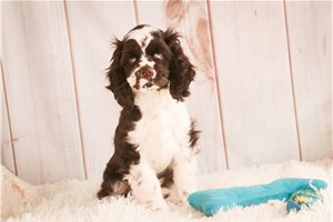 Emmett - Cocker Spaniel for sale