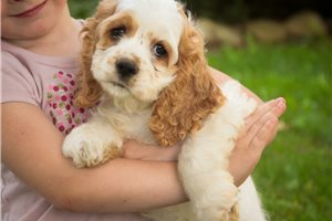 Brady - Cocker Spaniel for sale