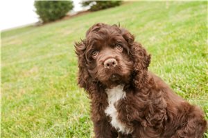 Hunter - Cocker Spaniel for sale