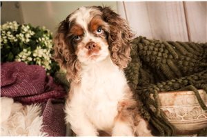 Edison - Cocker Spaniel for sale