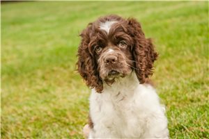 Holden - Cocker Spaniel for sale