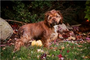 Penelope - puppy for sale