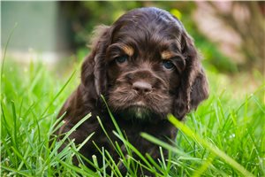 Julian - puppy for sale