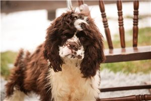 Peter - Cocker Spaniel for sale