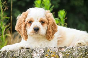Boston - puppy for sale