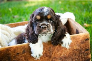 Piper - Cocker Spaniel for sale