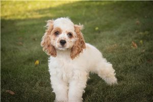 Brady - Cocker Spaniel for sale