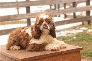 Jack - Cocker Spaniel for sale