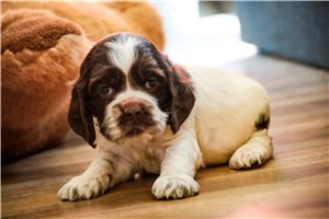 Holden - Cocker Spaniel for sale