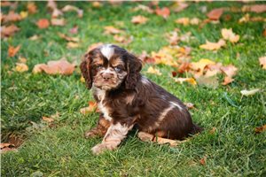 Baylor - Cockalier for sale