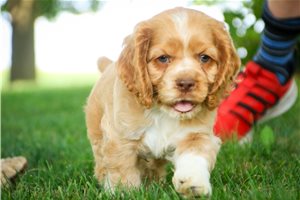 Bugsy - Cocker Spaniel for sale