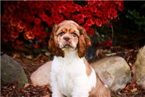 Poppy - Cocker Spaniel for sale