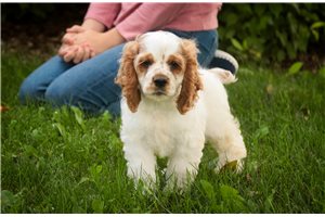 Boston - Cocker Spaniel for sale