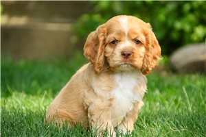 Bugsy - Cocker Spaniel for sale