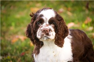 James - puppy for sale