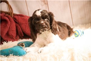 Easton - Cocker Spaniel for sale