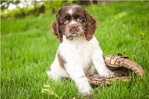 Holden - Cocker Spaniel for sale