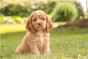Blaire - Cocker Spaniel for sale