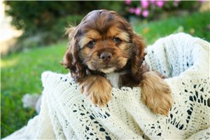 Paige - puppy for sale