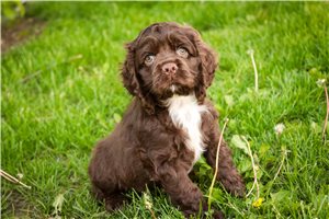 Hunter - Cocker Spaniel for sale