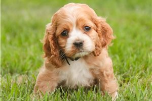 Bonnie - puppy for sale
