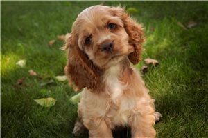Barbara - Cocker Spaniel for sale