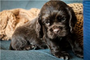 Hunter - puppy for sale