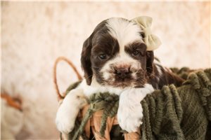 Gina - puppy for sale