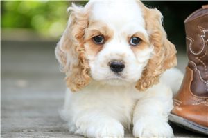Brady - Cocker Spaniel for sale