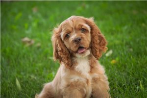 Blaire - Cocker Spaniel for sale