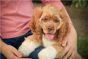 Bugsy - Cocker Spaniel for sale