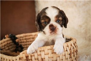Gerald - Cocker Spaniel for sale