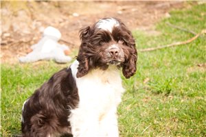 Easton - Cocker Spaniel for sale