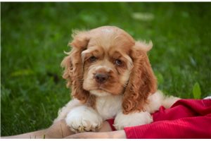 Bugsy - Cocker Spaniel for sale