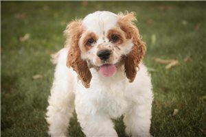 Boston - puppy for sale