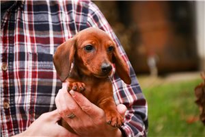 Nadia - Dachshund, Mini for sale
