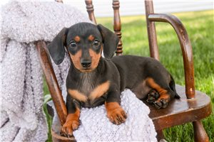 Renee - Mini Dachshund for sale