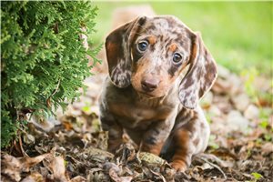 Noelle - puppy for sale